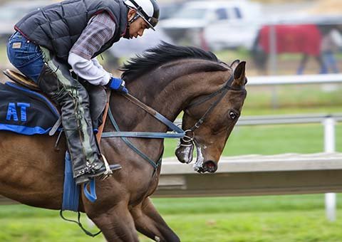 How to become a horse riding instructor: Elvis\’s story